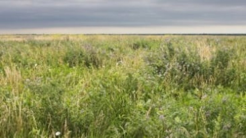USDA autoriza produtores a cultivarem em áreas 
