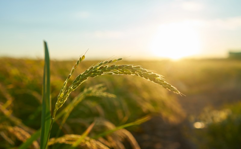 Valor de produção agropecuária estimado para 2022 é de R$ 1,2 trihões