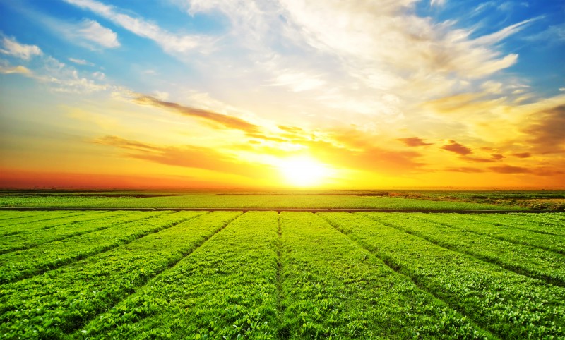 Produção de alimentos e energia fortalece o Agronegócio Brasileiro