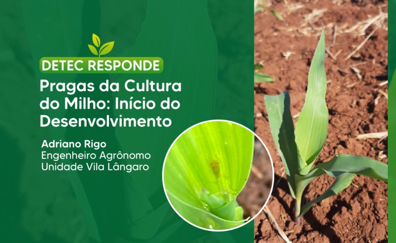 Pragas da Cultura do Milho:  Início do Desenvolvimento