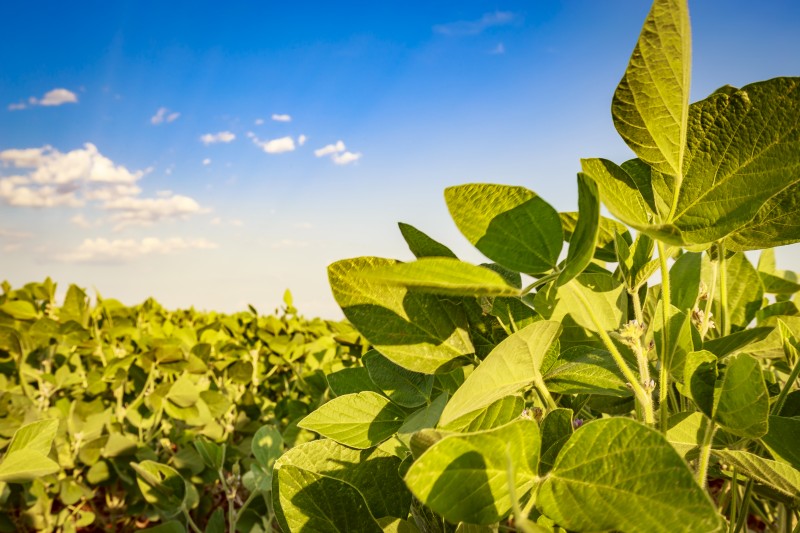 Soja: Safras eleva estimativa de produção do Brasil para 154,53 mi de t