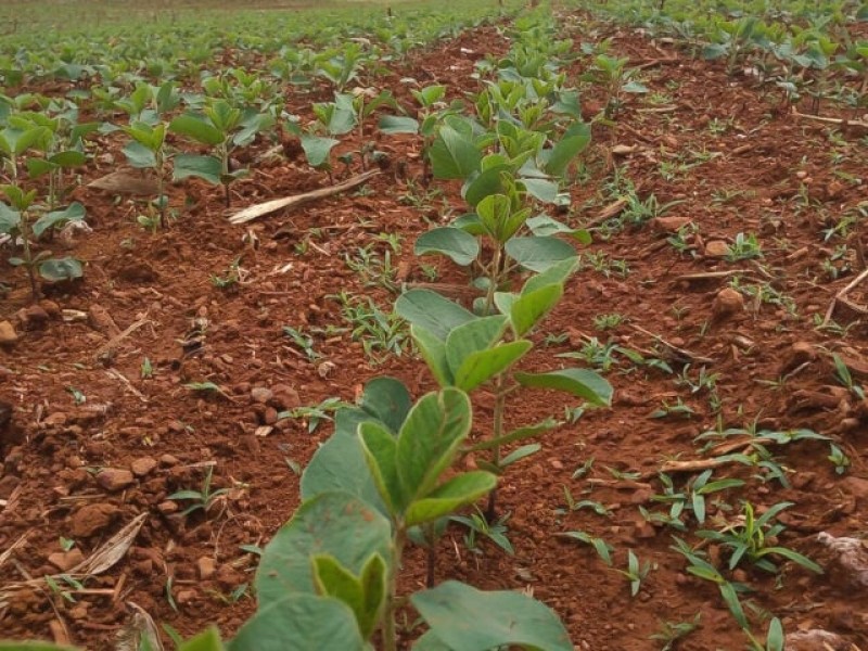 Plantio da soja 22/23 atinge 30% da área no Rio Grande do Sul