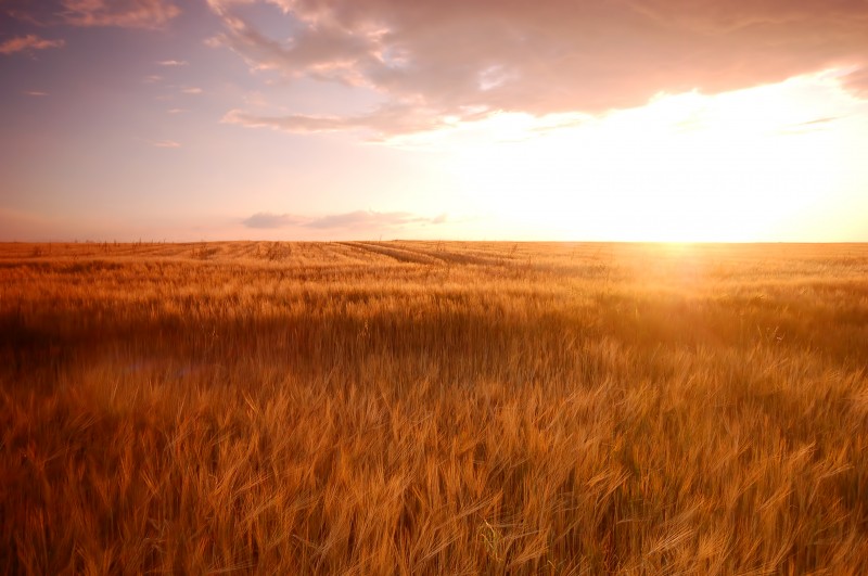 Condições climáticas foram favoráveis para o trigo