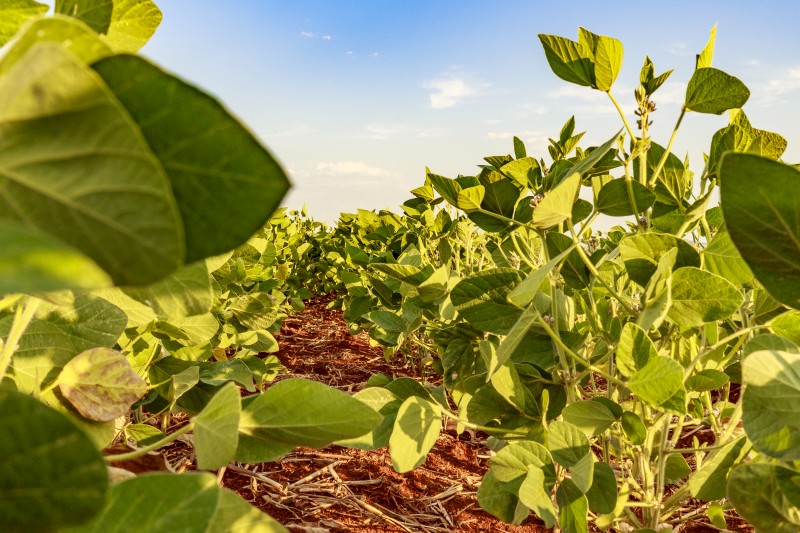 Plantio de soja atinge 85% da área no Rio Grande do Sul