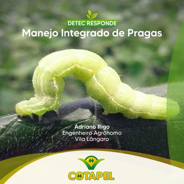 Manejo Integrado de Pragas