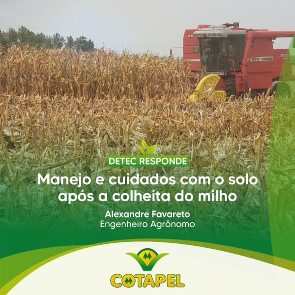MANEJO E CUIDADO COM O SOLO APÓS A COLHEITA DO MILHO