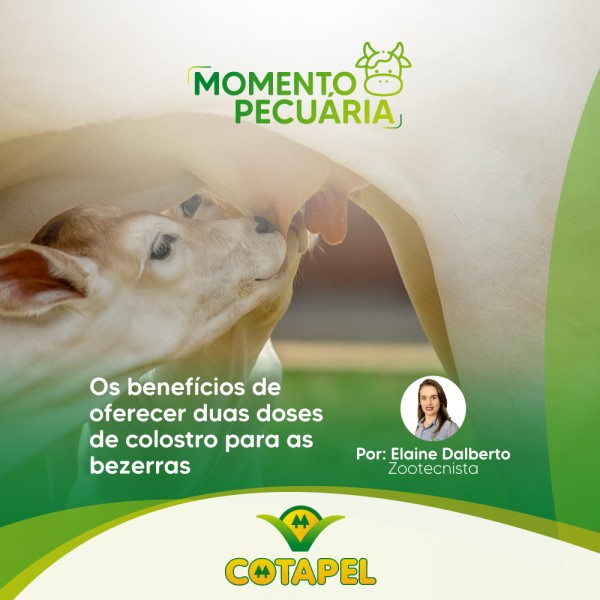 Os benefícios de oferecer duas doses de colostro para bezerras