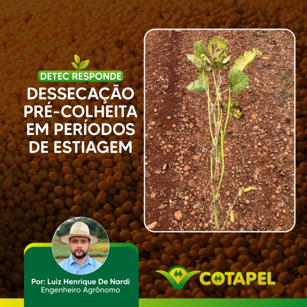 Dessecação pré-colheita em períodos de estiagem