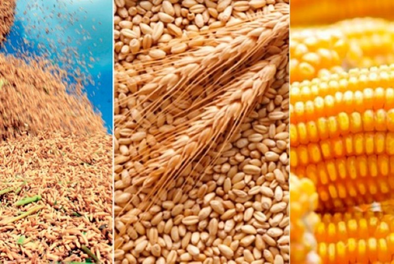 Trigo, milho e arroz vem forte no cenário global