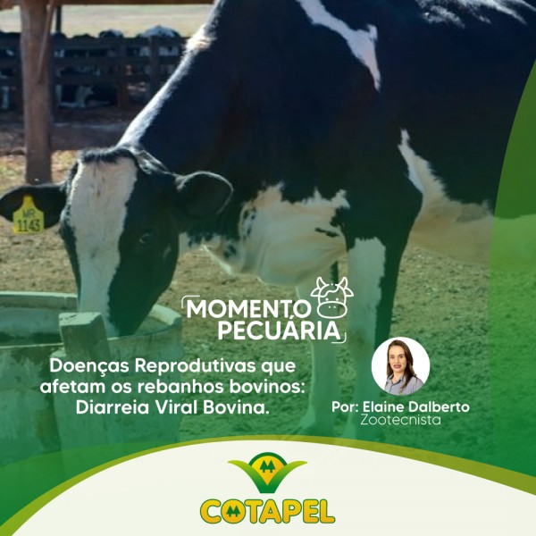 DOENÇAS BOVINAS QUE AFETAM OS REBANHOS: DIARREIA VIRAL BOVINA