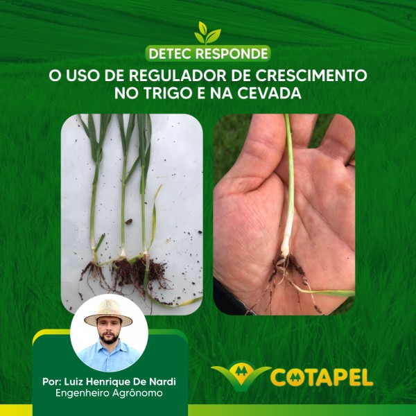 O USO DE REGULADOR DE CRESCIMENTO NO TRIGO E NA CEVADA