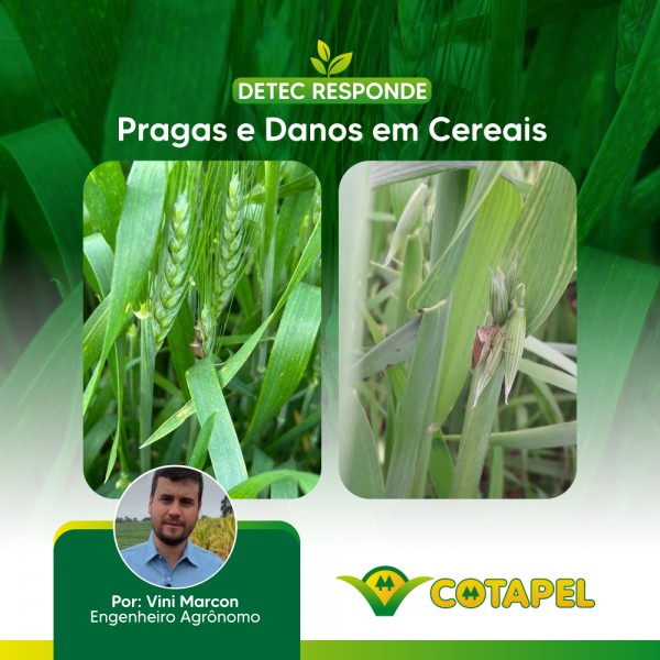 Pragas e Danos em Cereais