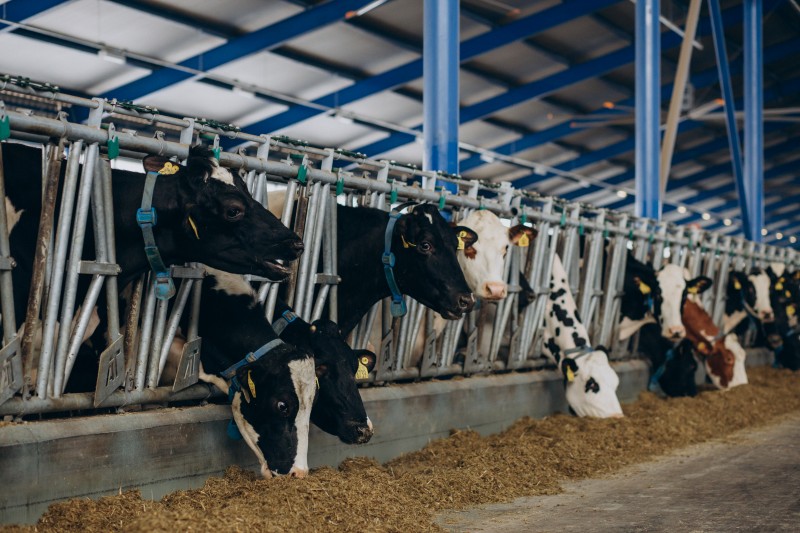 Ciclone causou impacto significativo na produção leiteira do RS