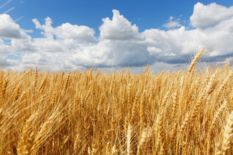 Dia do Trigo: Brasil celebra avanço da produção nacional