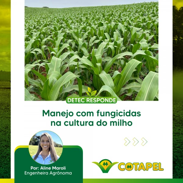 Manejo com fungicidas na cultura do milho