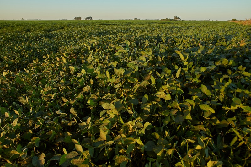 Clima tem favorecido o plantio de soja no Rio Grande do Sul