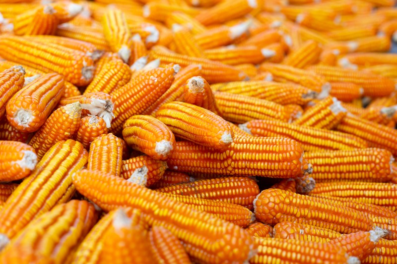 Vai faltar milho no Brasil em 2024? Demanda interna pelo cereal vai aumentar no país