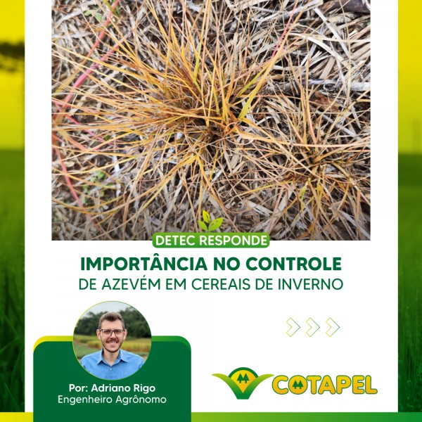 A  importância no controle de azevém em cereais de inverno