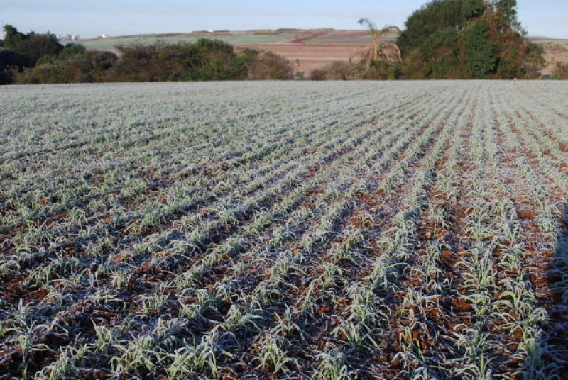 Frio intenso no Rio Grande do Sul: riscos para as lavouras