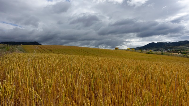 Clima impacta colheita de trigo no Paraná e Rio Grande do Sul