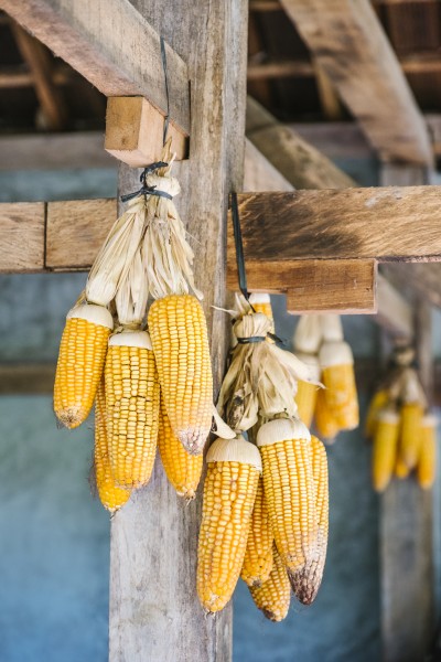 Produtividade de milho silagem supera expectativas no RS
