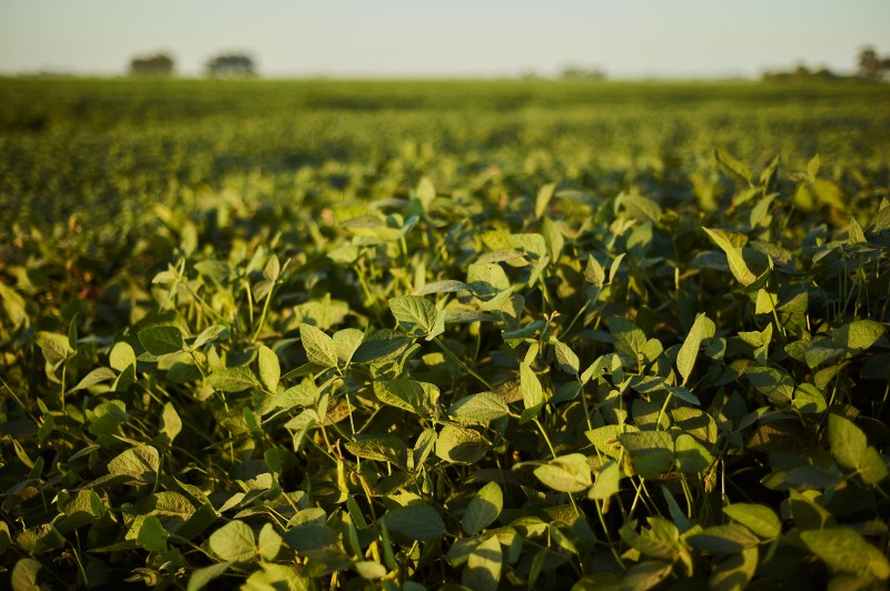 Bioinsumos: o futuro sustentável da agricultura brasileira