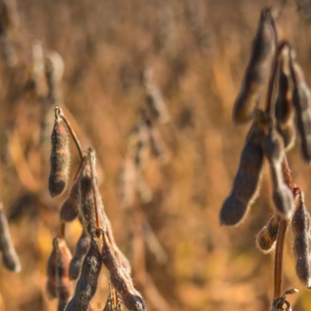 Safra de soja aponta novo recorde no país