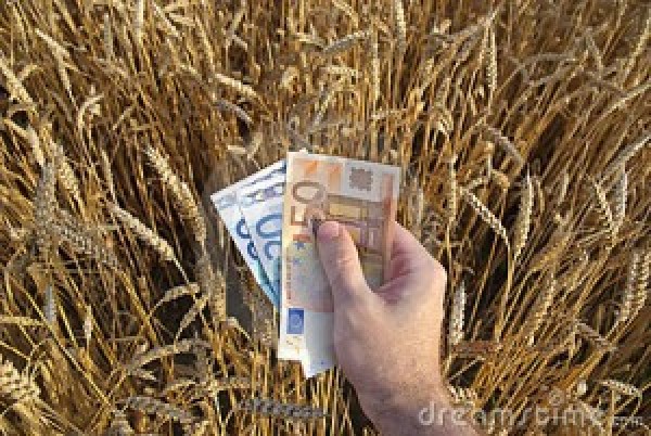  “Trigo: Produtores reclamam do preço”