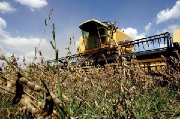  “Argentina: Colheita de soja estaciona em 99% devido a chuvas; milho chega a 62%”