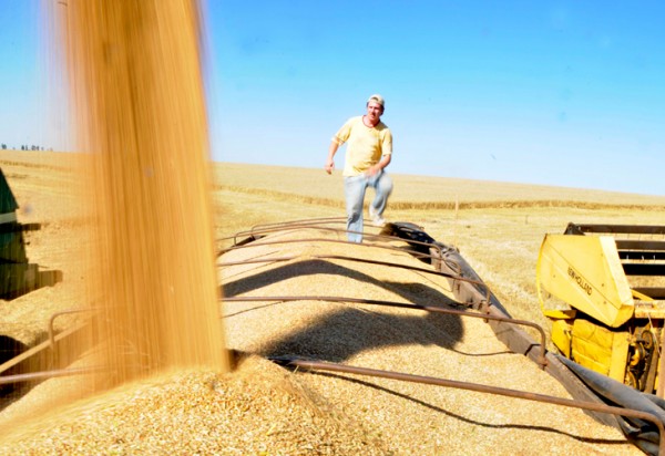 Leilões de trigo suspensos dificultam a venda da safra no Rio Grande do Sul