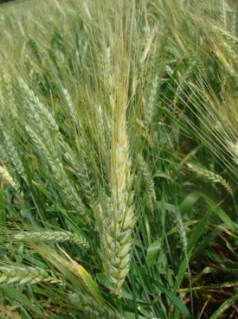  Trigo: clima surpreende no RS