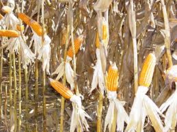  “Milho: À espera do USDA, mercado opera próximo da estabilidade na CBOT”