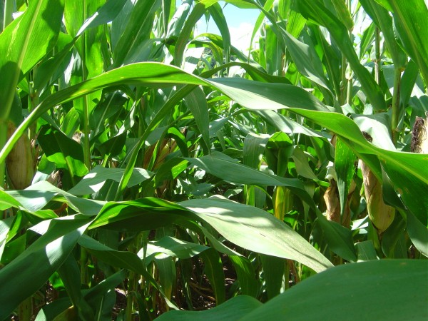 Milho: relatório do USDA traz estoques 2010/11 nos EUA bem abaixo das expectativas