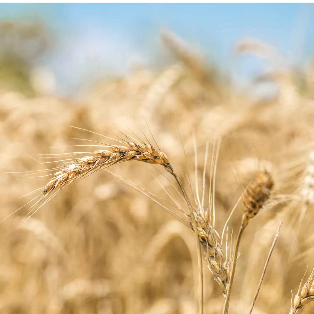 Colheita do trigo avança no Sul, mas com preços sem reação