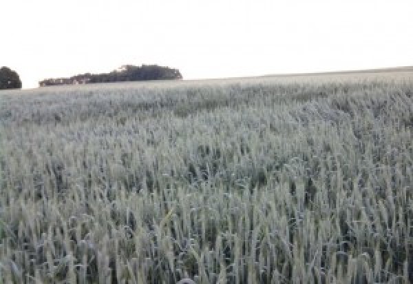  “Onda de frio e geadas beneficiam trigo do PR e RS”