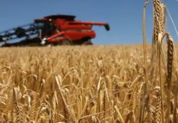  “Clima favorece colheita de milho e trigo no Paraná”