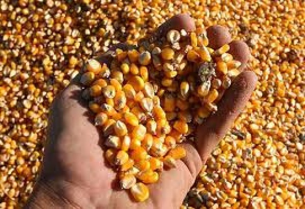  “Milho: Mercado tenta dar continuidade ao movimento de alta e exibe leves ganhos na CBOT”