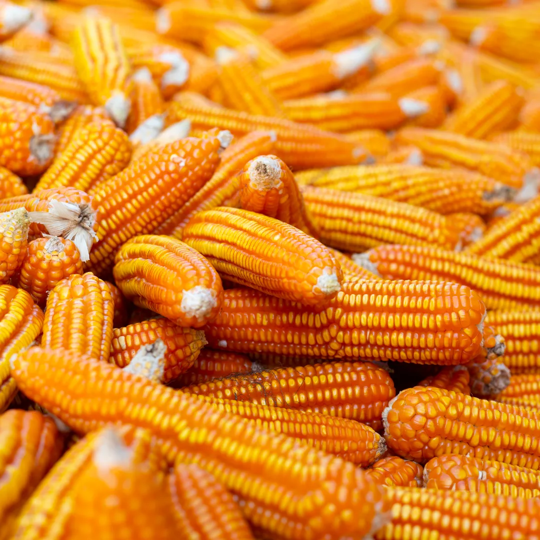 Milho para silagem mantém boa expectativa no RS