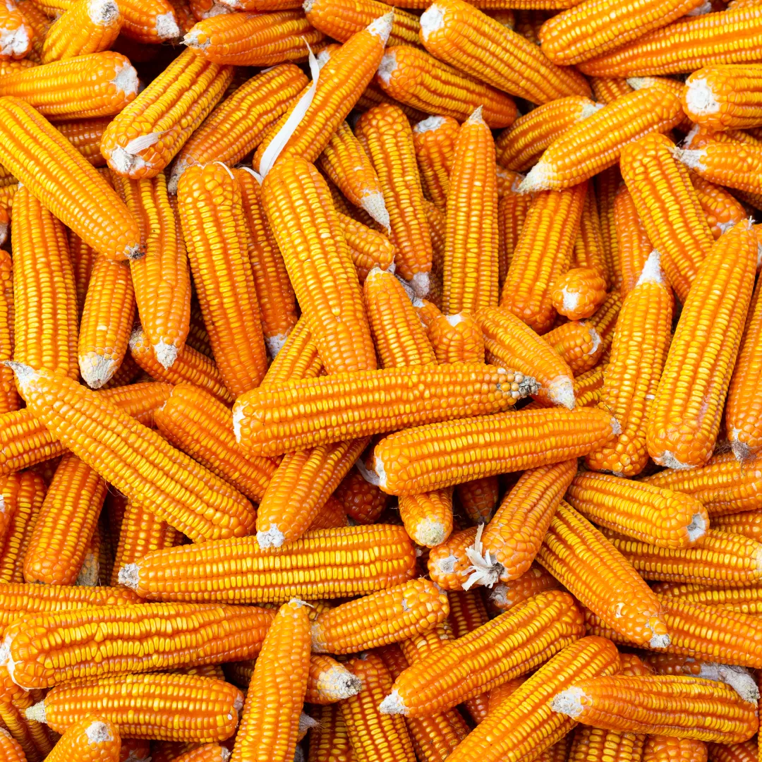 Semeadura do milho avança e mantém projeção produtiva