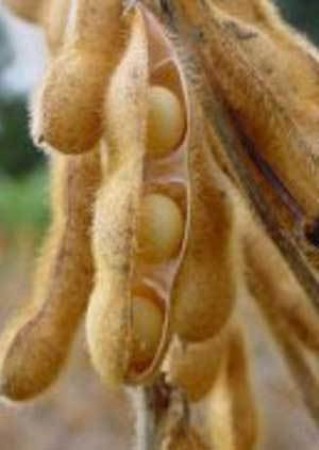 Novas previsões mantêm cenário confortável para oferta de soja em 2010/11