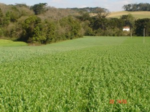 FUTURAS INSTALAÇÕES PARA A FABRICA DE RAÇÕES