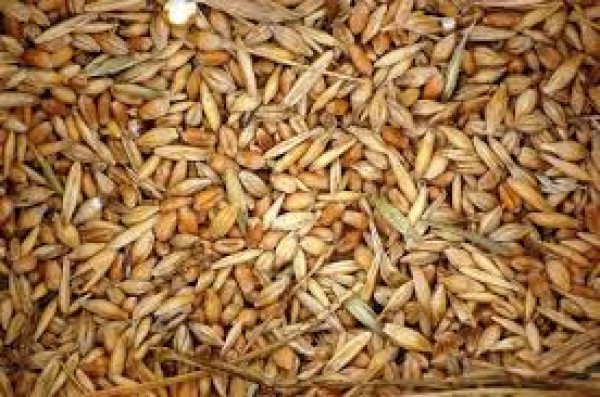 “RS: Farelo de trigo custa mais que o cereal em Ijuí”