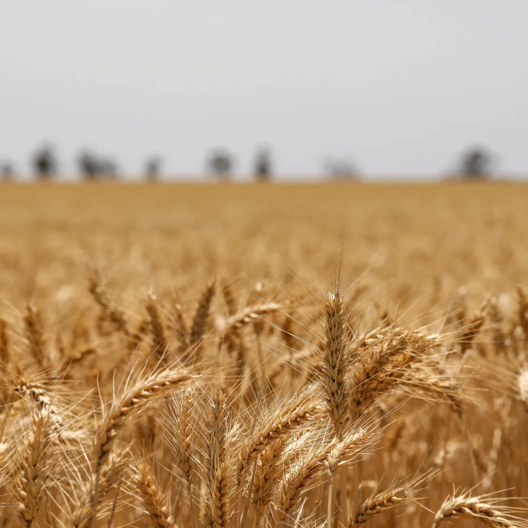 Trigo: produção mundial avança e estoques crescem