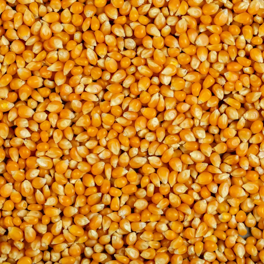 Queda do milho surpreende e trava negociações