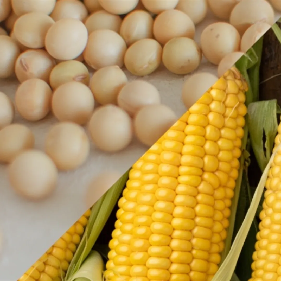 Falta de chuva pressiona milho e soja no Sul