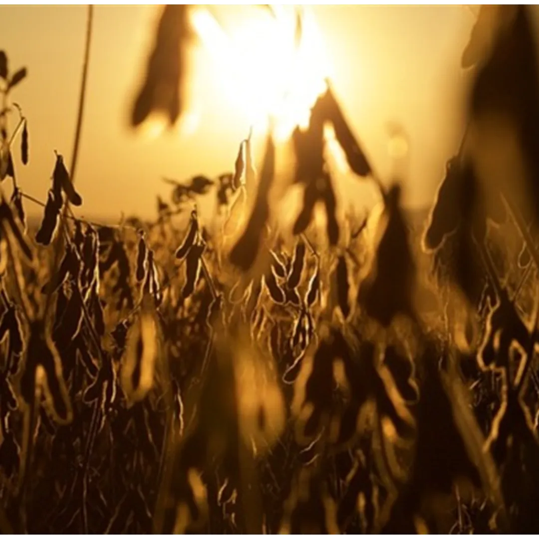Área de soja pode perder ritmo em 2026/27