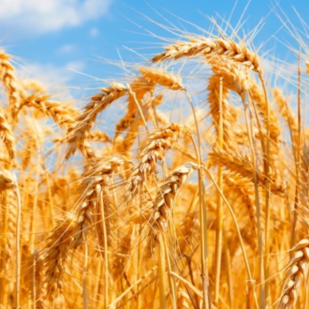 Trigo vive tensão entre vendas rápidas e logística