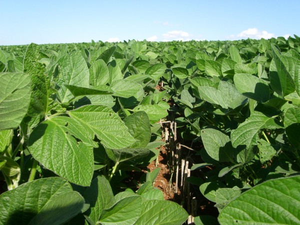 Situação e desenvolvimento das culturas de Soja  e Milho  