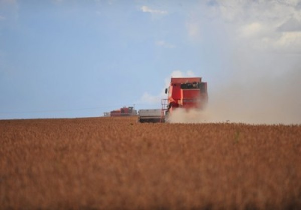 Com a tecnologia e a prática do refúgio, não houve necessidade de aplicação de inseticida