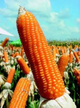 “Milho: Frente ao avanço da colheita nos EUA, mercado registra leves quedas pelo 3º dia consecutivo”